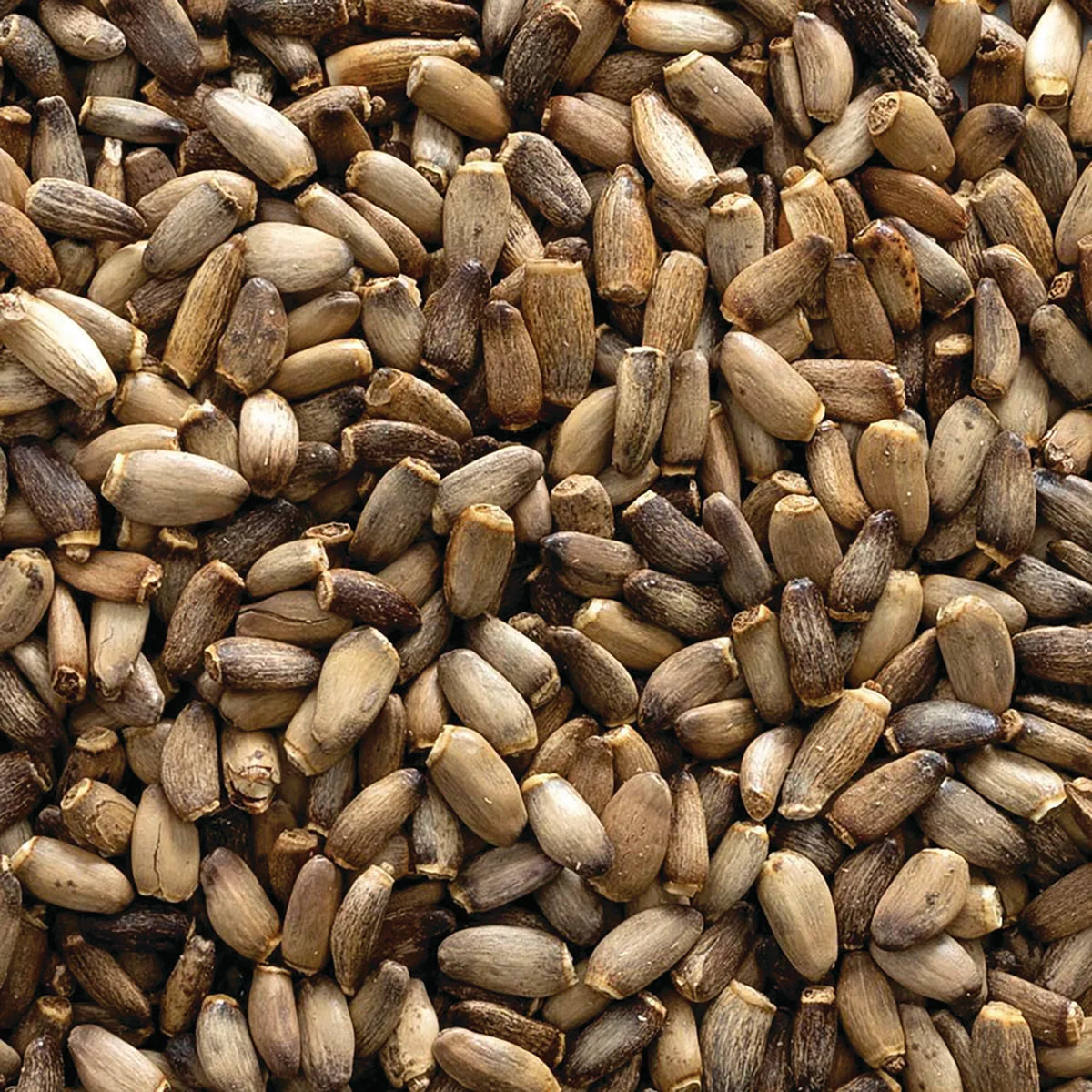 Organic Whole Milk Thistle Seed